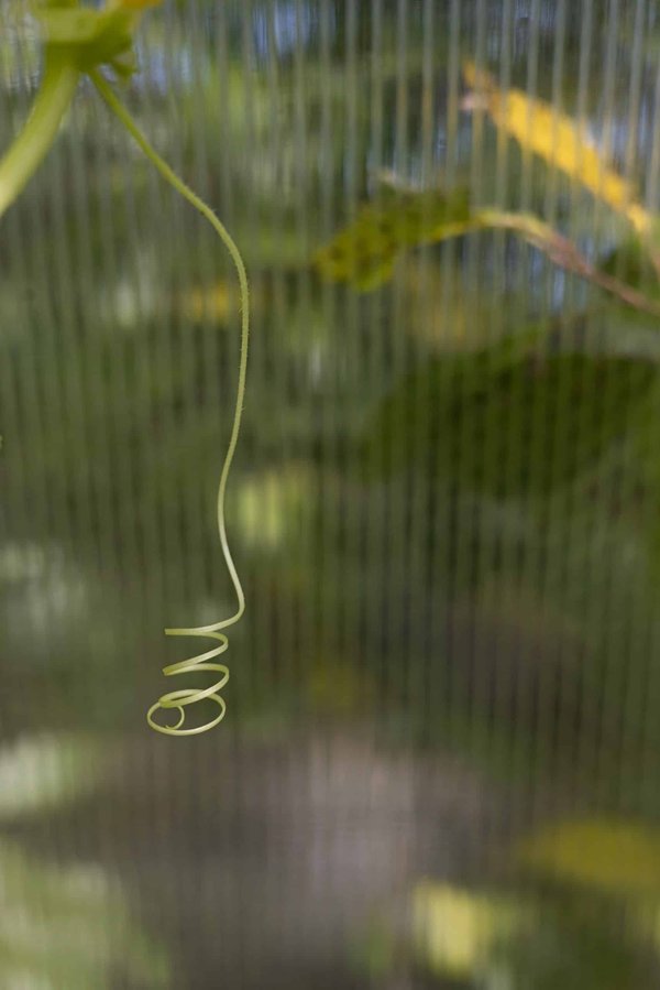 What's the Most Effective Way to Introduce a Dog to a High-Density Urban Environment?